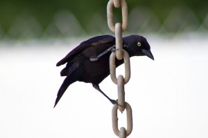 A bird hanging off a gutter chain in Barbados